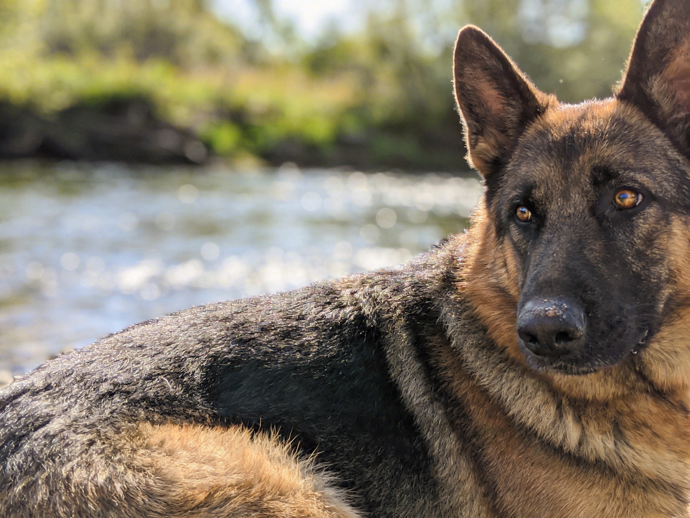 How to Pet German Shepherd