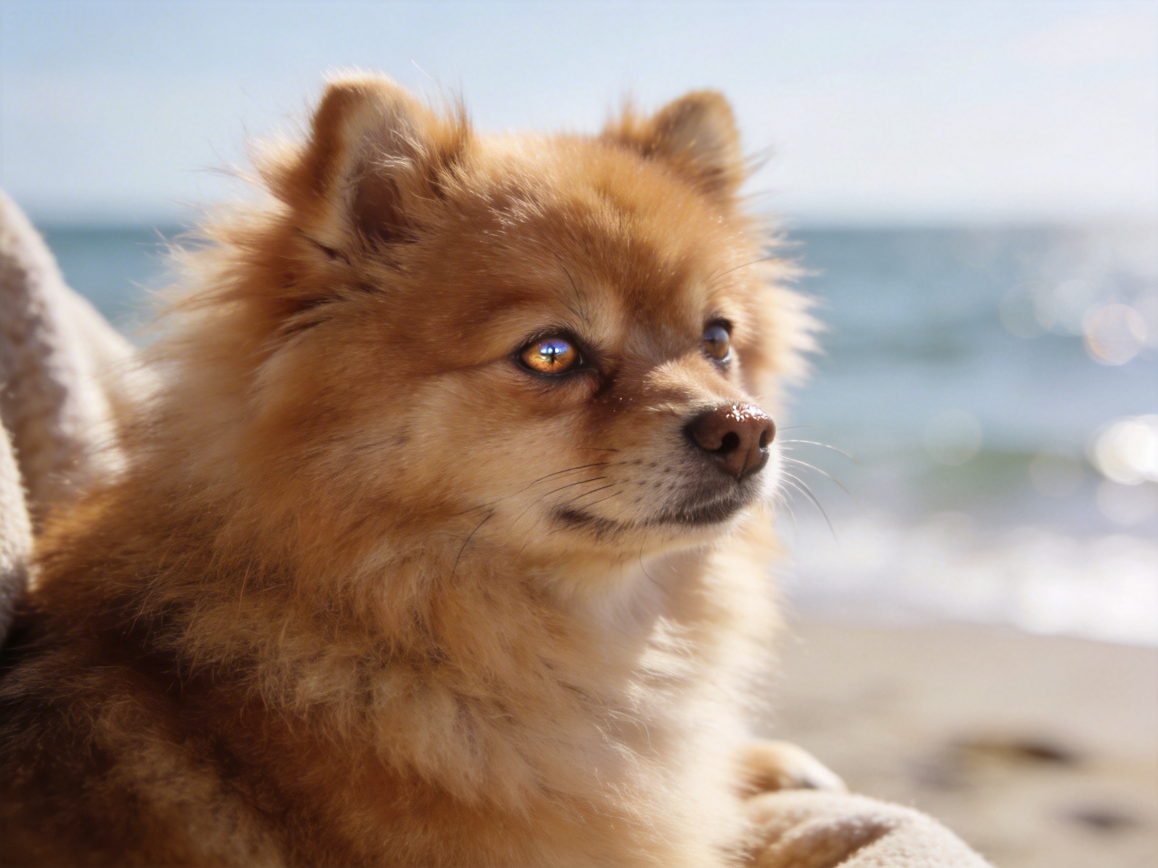 How to Pet Pomeranian